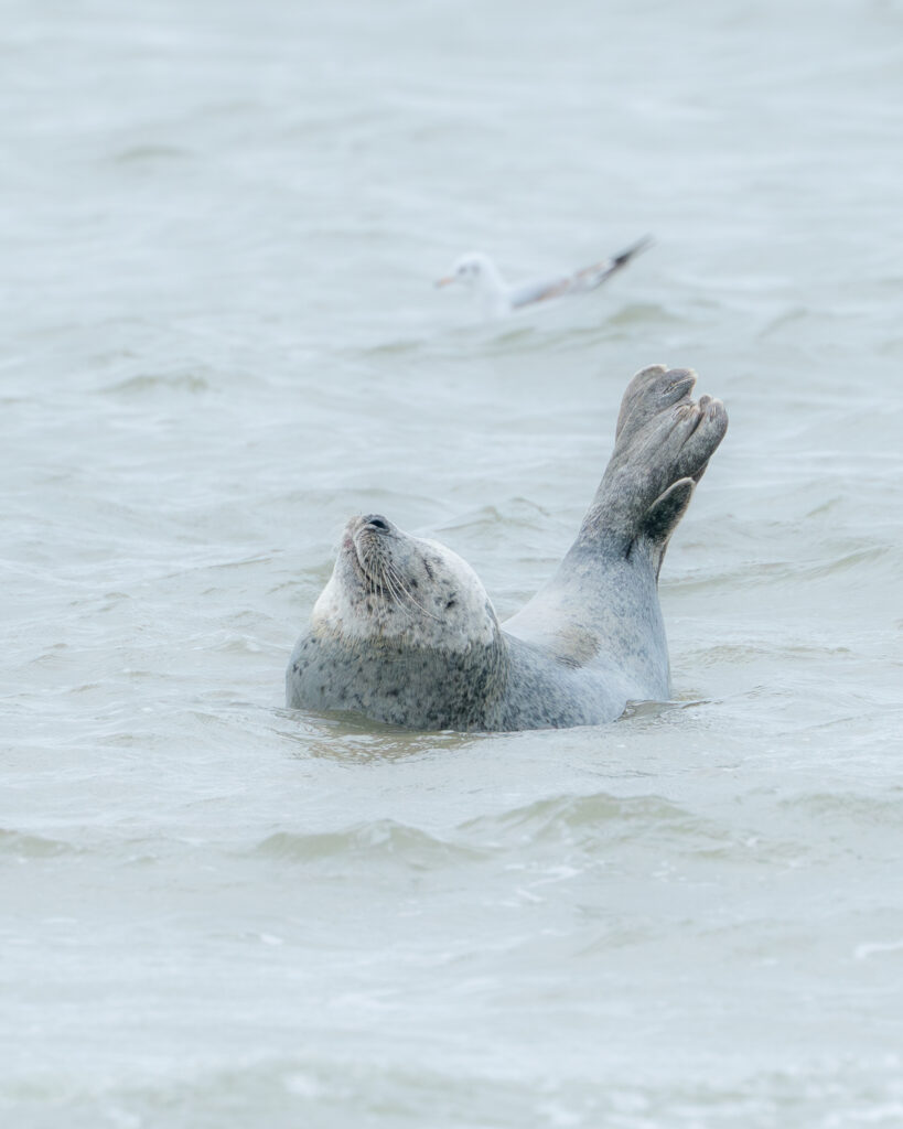 Zeehond, Ameland, Nederland
