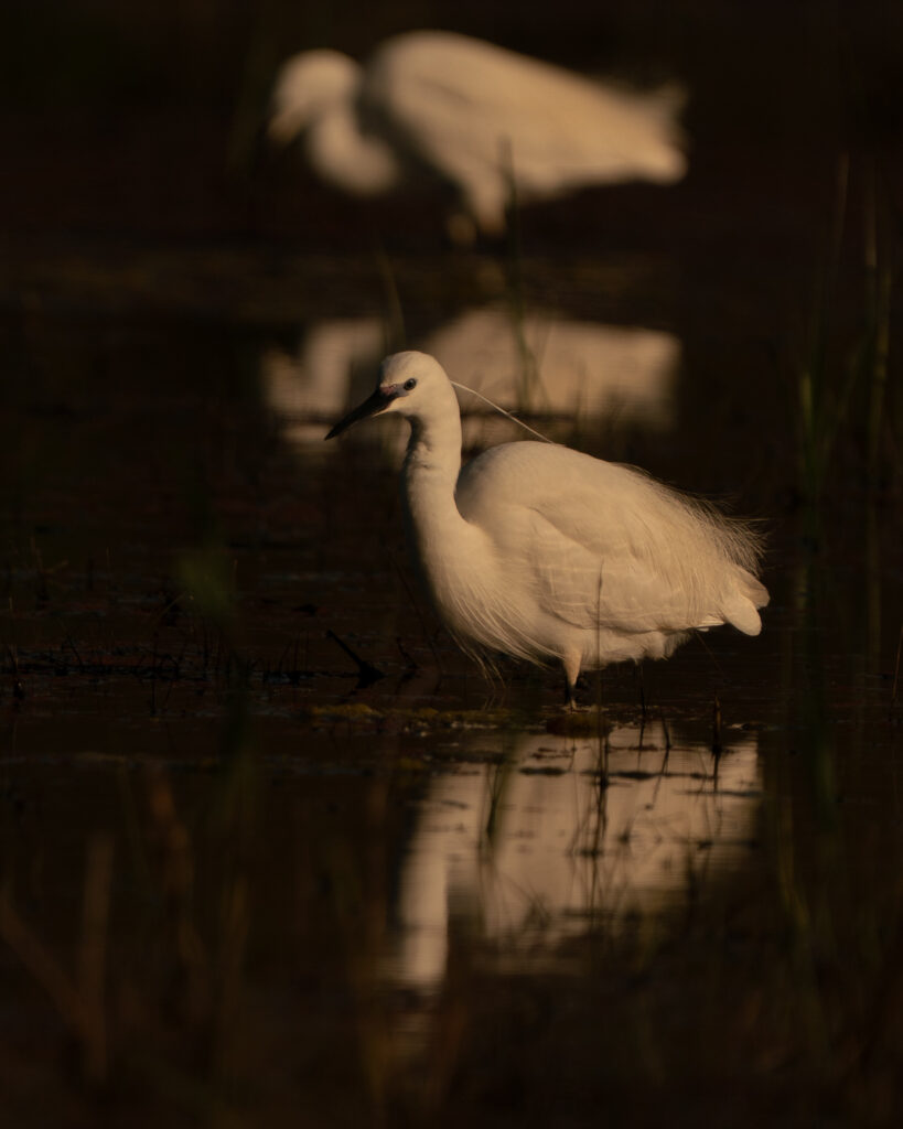 Vogels Ultima Frontiera Roemenië