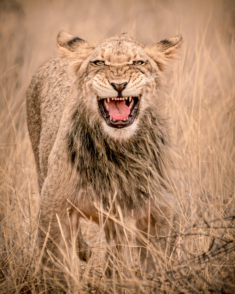 Leeuw, portret, in de Kalahari, Zuid-Afrika