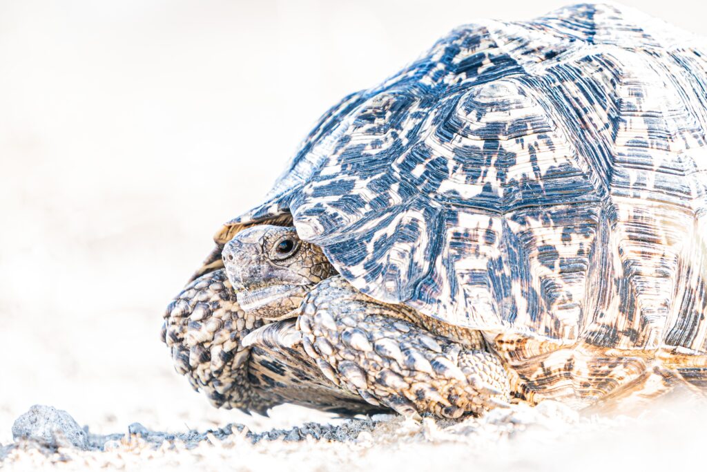 Schildpad, Kalahari Zuid-Afrika