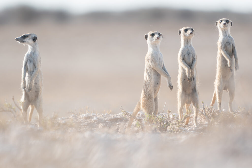Stokstaartjes, Kalahari Zuid-Afrika