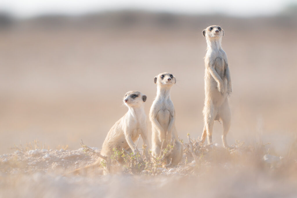 Stokstaartjes, Kalahari Zuid-Afrika