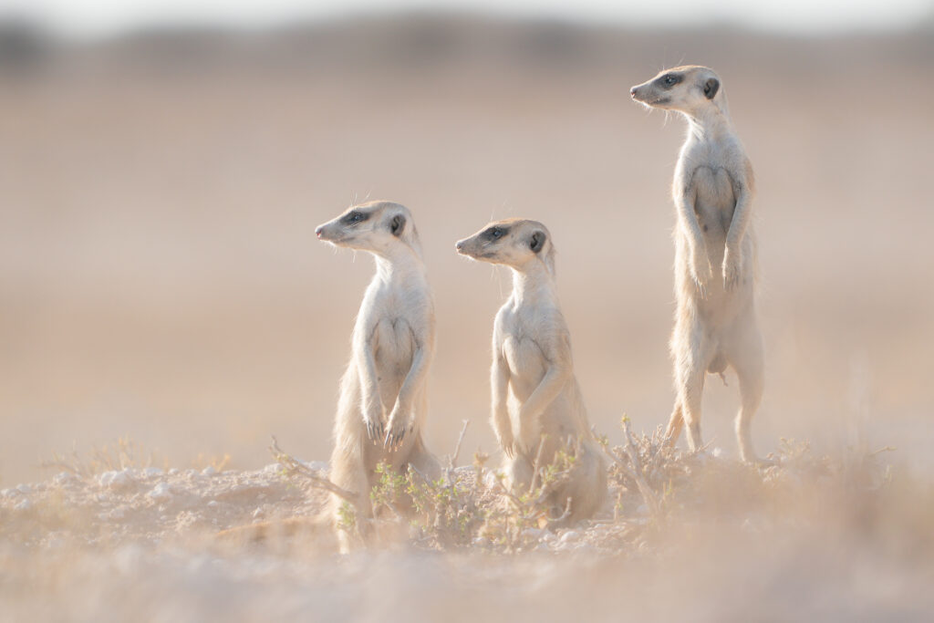 Stokstaartjes, Kalahari Zuid-Afrika