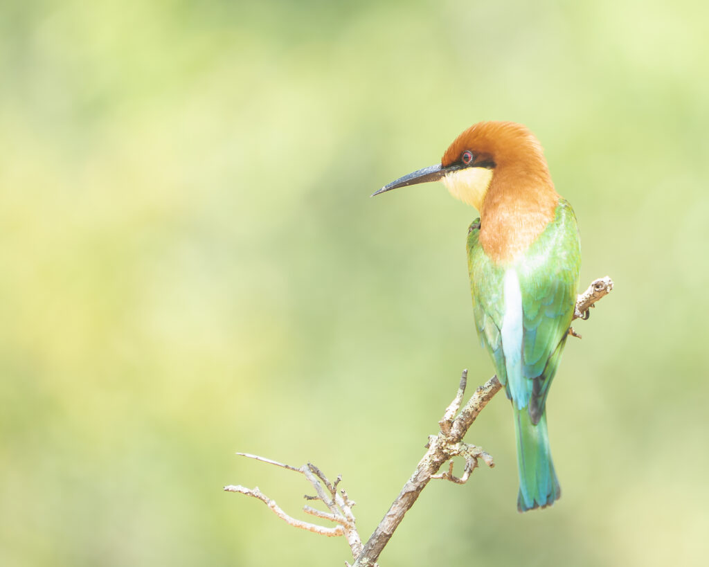 Bijeneter, Sri Lanka