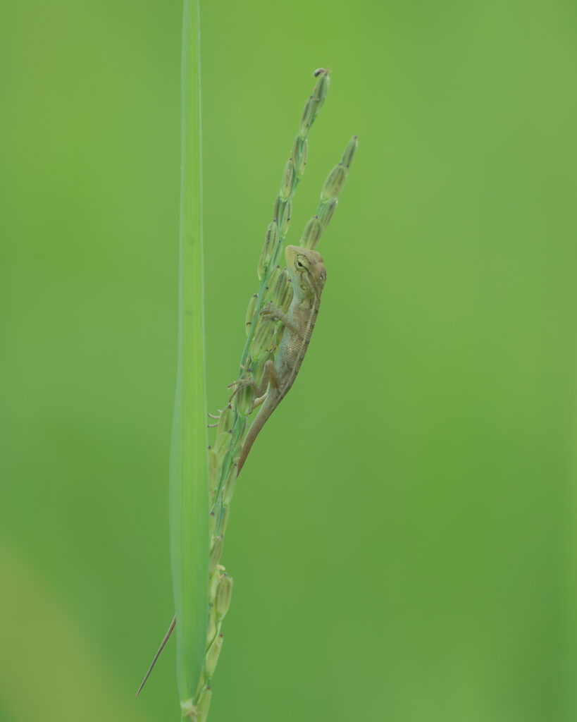 Hagedis, Sri Lanka