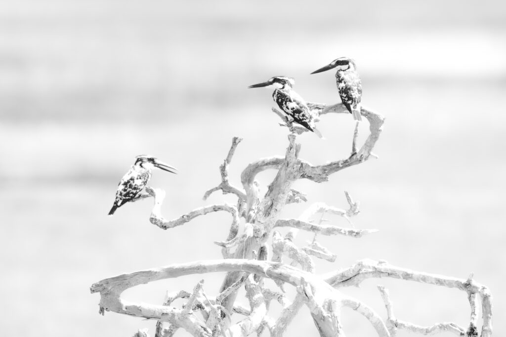 Kingfishers, Sri Lanka