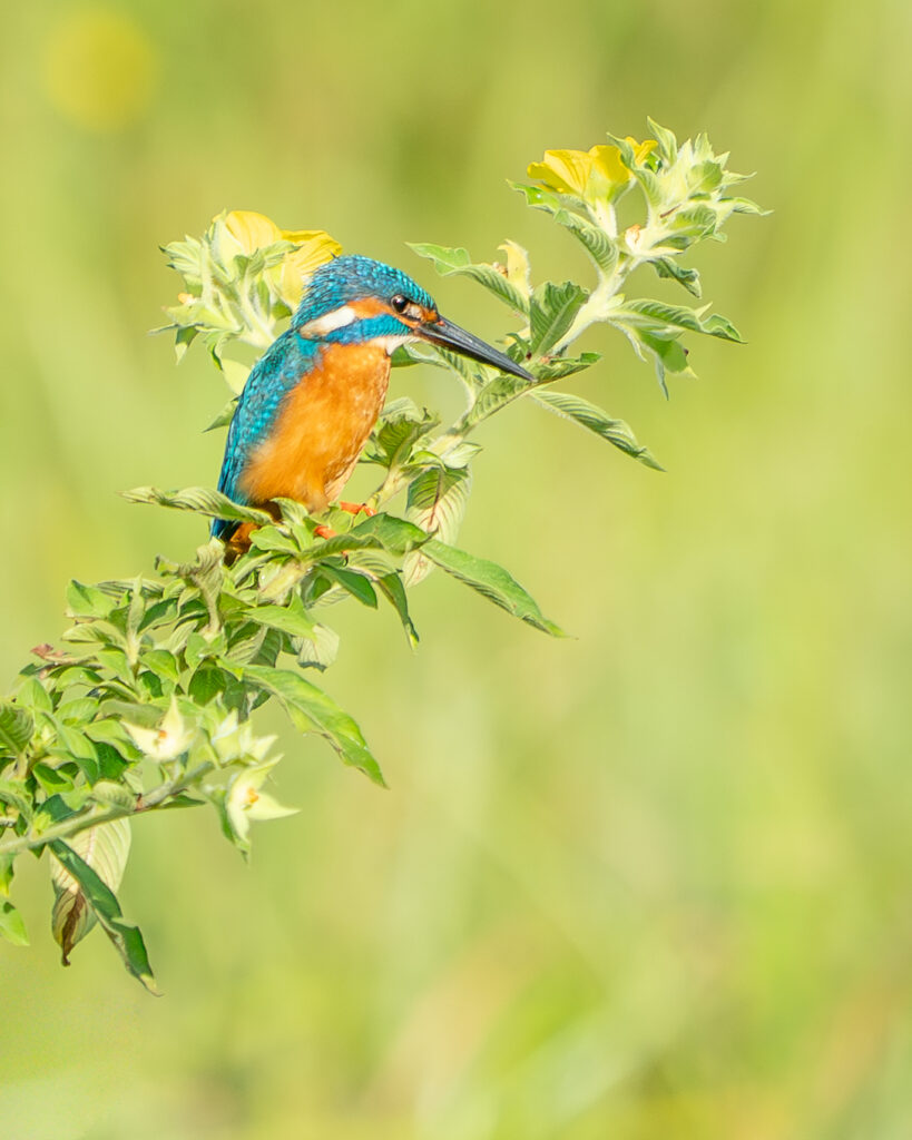 Kingfisher, Sri Lanka