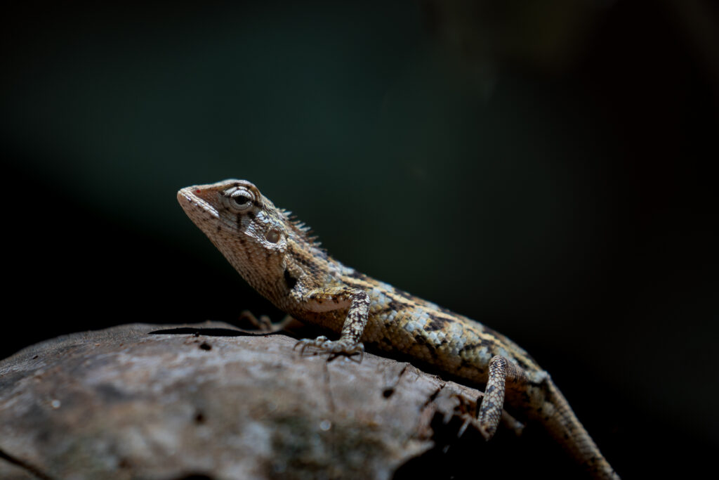 Hagedis, Sri Lanka

