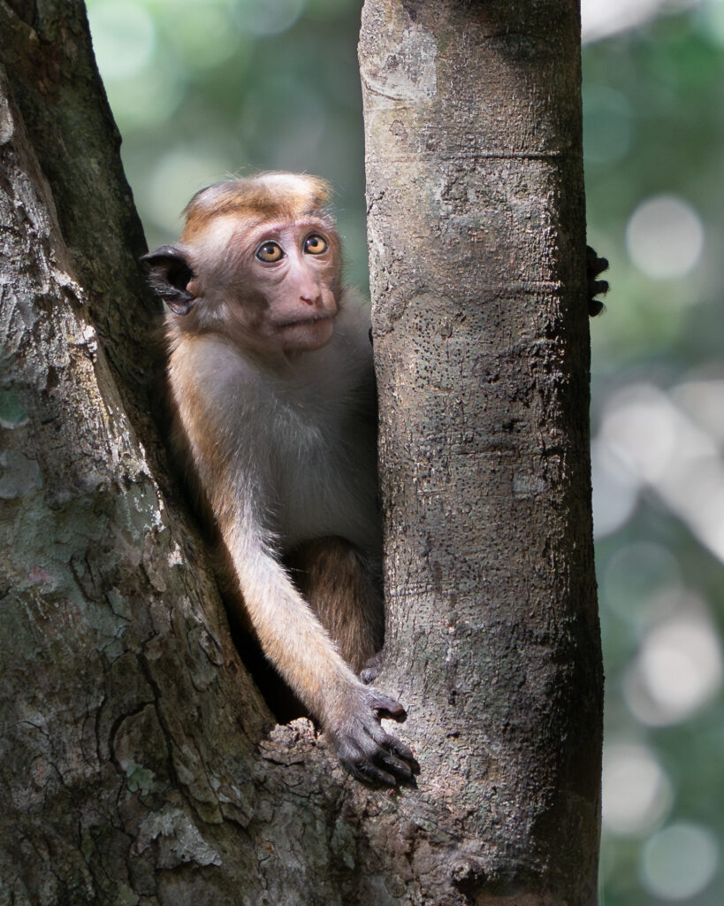 Monkey, Sri Lanka