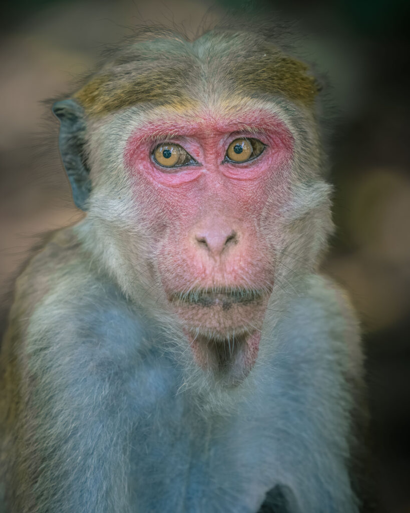 Monkey, Sri Lanka