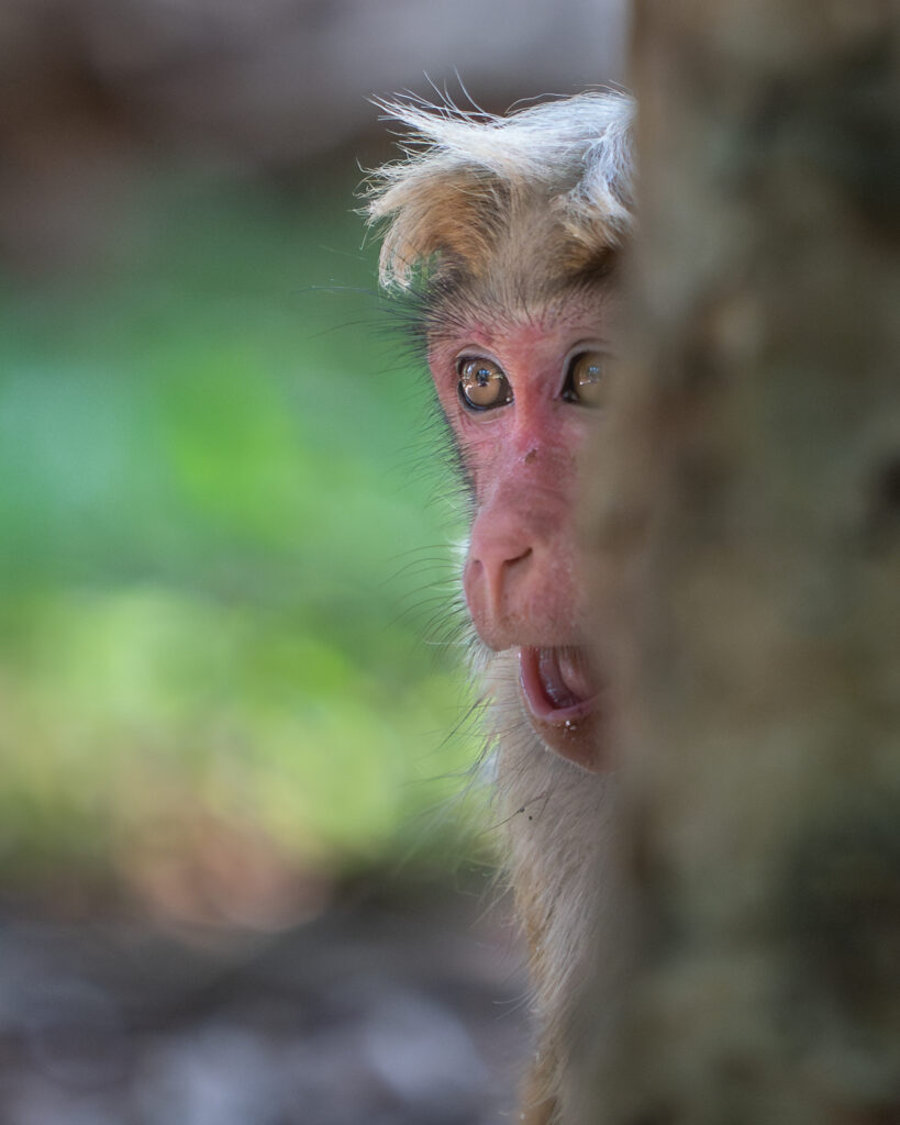 Monkey, Sri Lanka