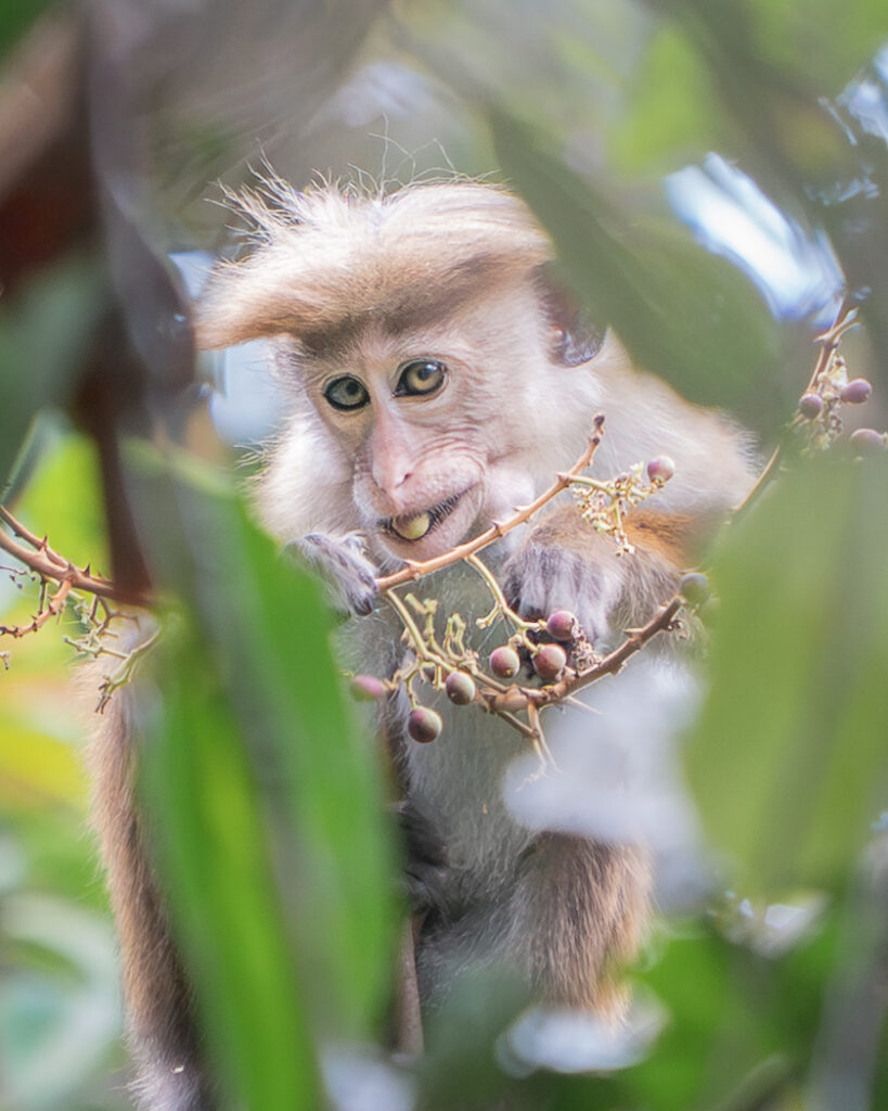 Monkey, Sri Lanka