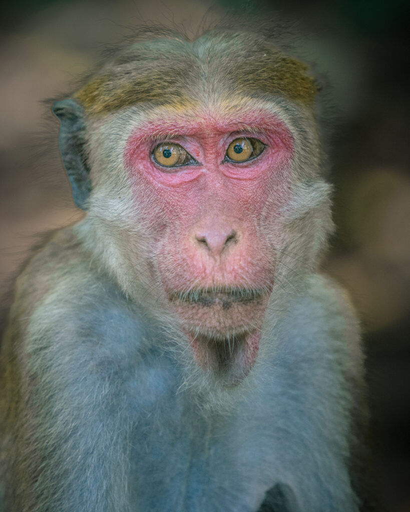 Monkey, Sri Lanka