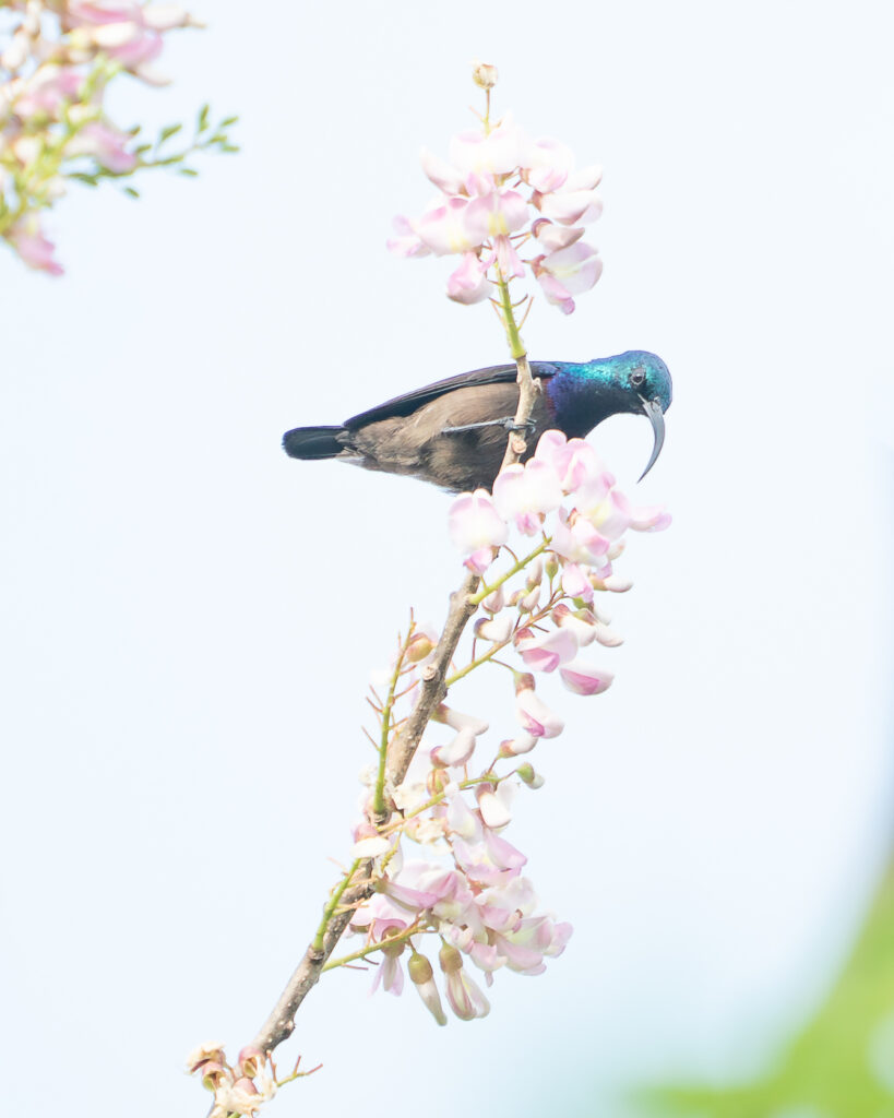 Sunbird, Sri Lanka