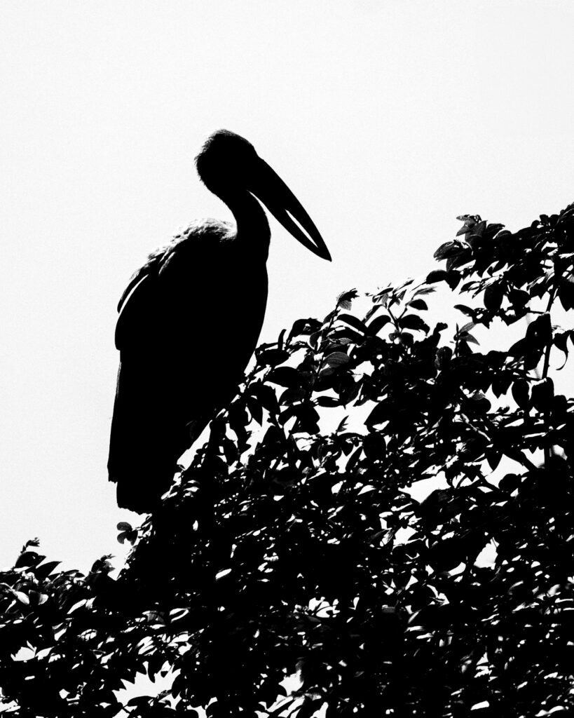 Vogel, Sri Lanka