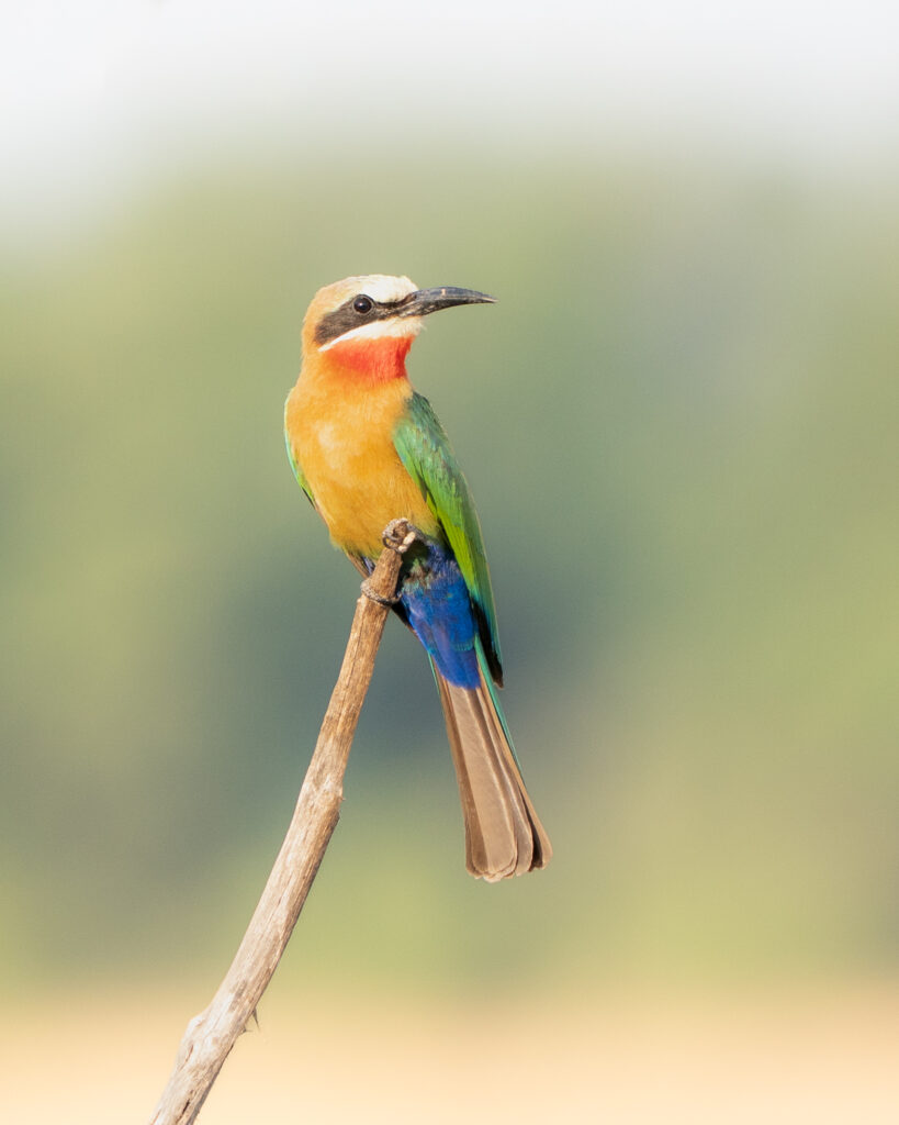 Bijeneter, South Luangwa, Zambia