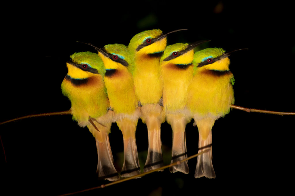 Bijeneters, South Luangwa, Zambia