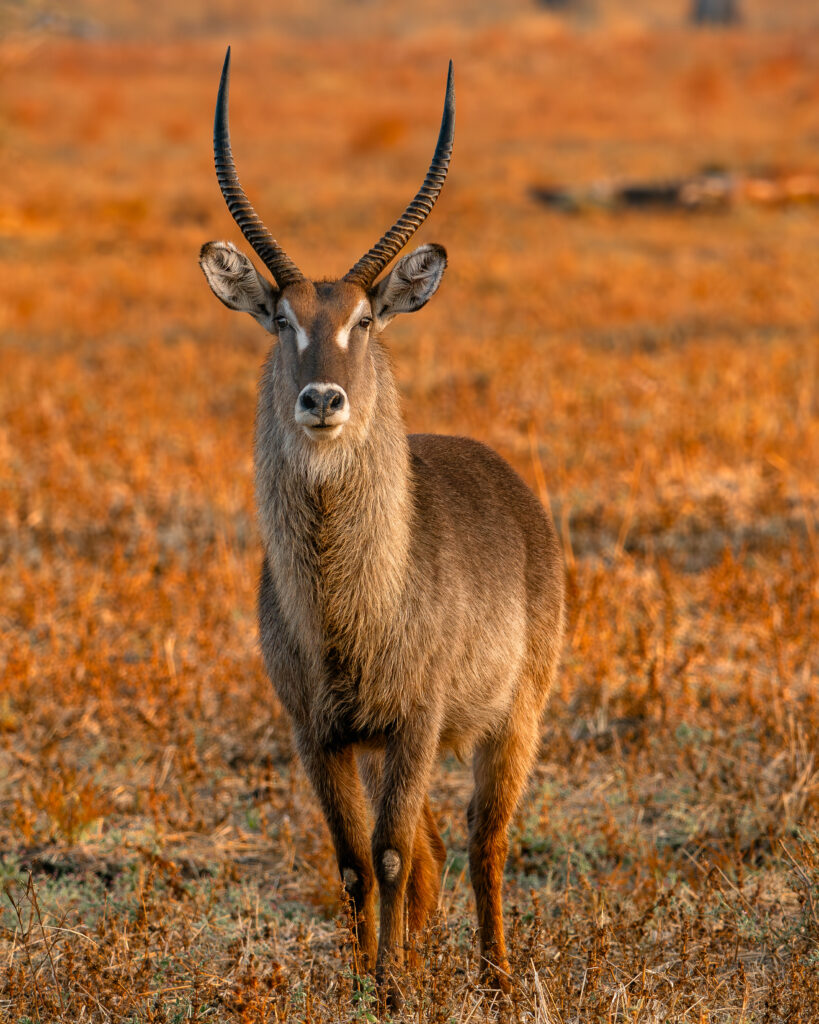 Bokkie, South Luangwa, Zambia