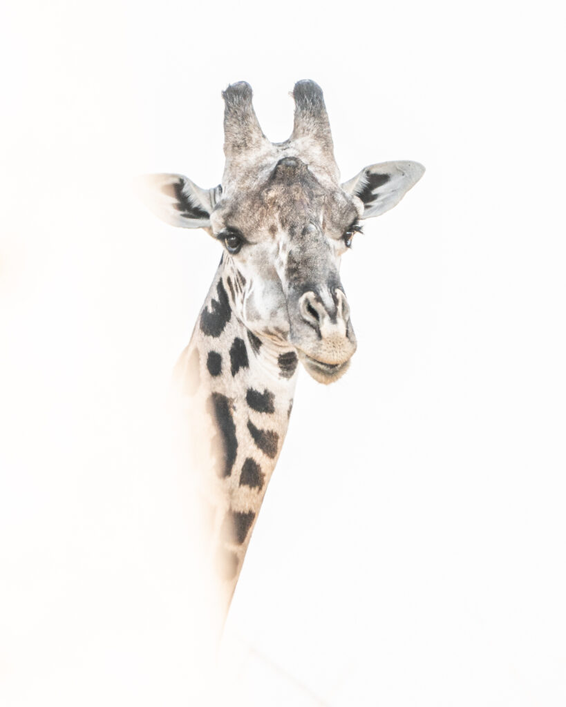 Portret van een giraf, South Luangwa, Zambia