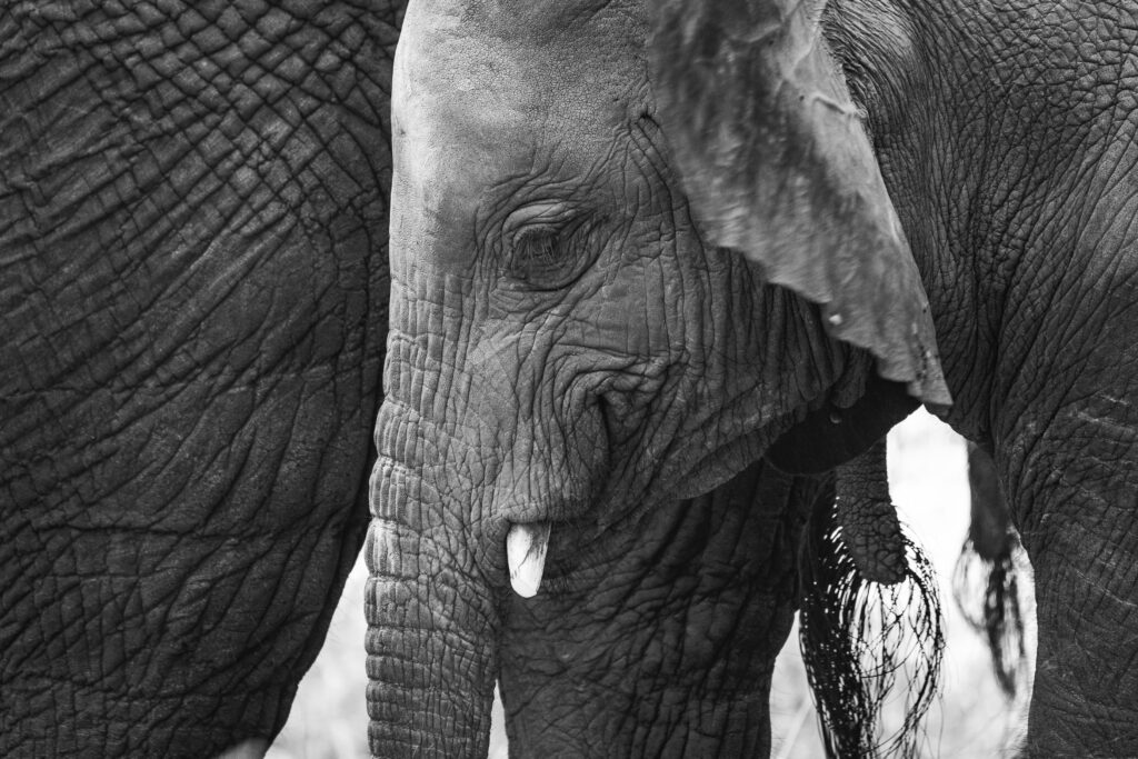 Jonge olifant, South Luangwa, Zambia