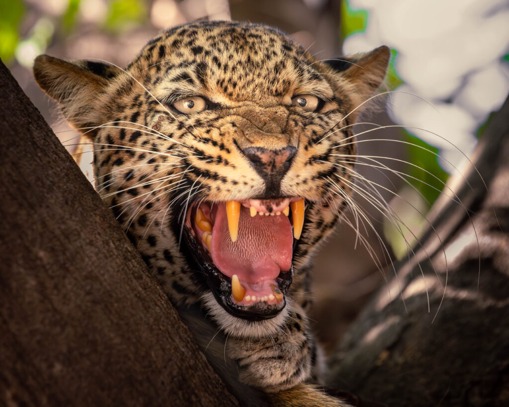 Boos luipaard, South Luangwa, Zambia