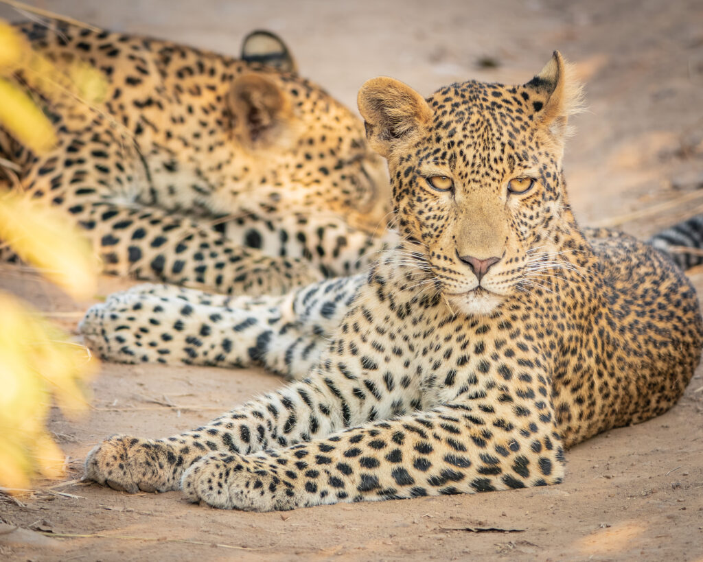 Luipaarden, South Luangwa, Zambia