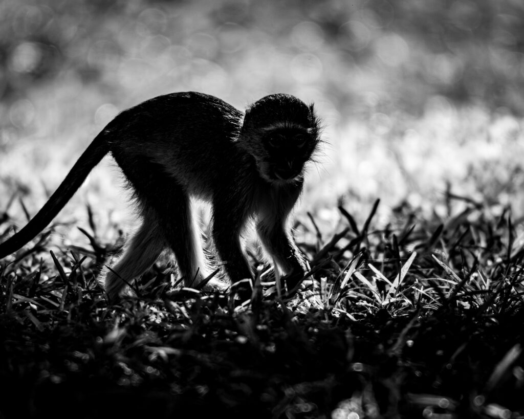Monkey on tegenlicht, South Luangwa, Zambia