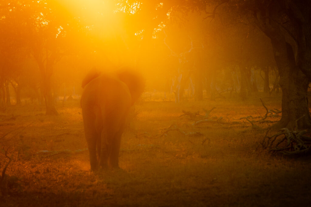 Olifant in sunset, South Luangwa, Zambia