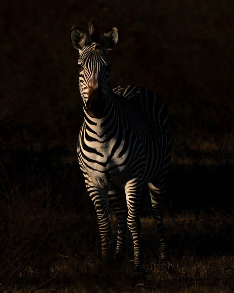 Zebra in avondlicht, South Luangwa, Zambia